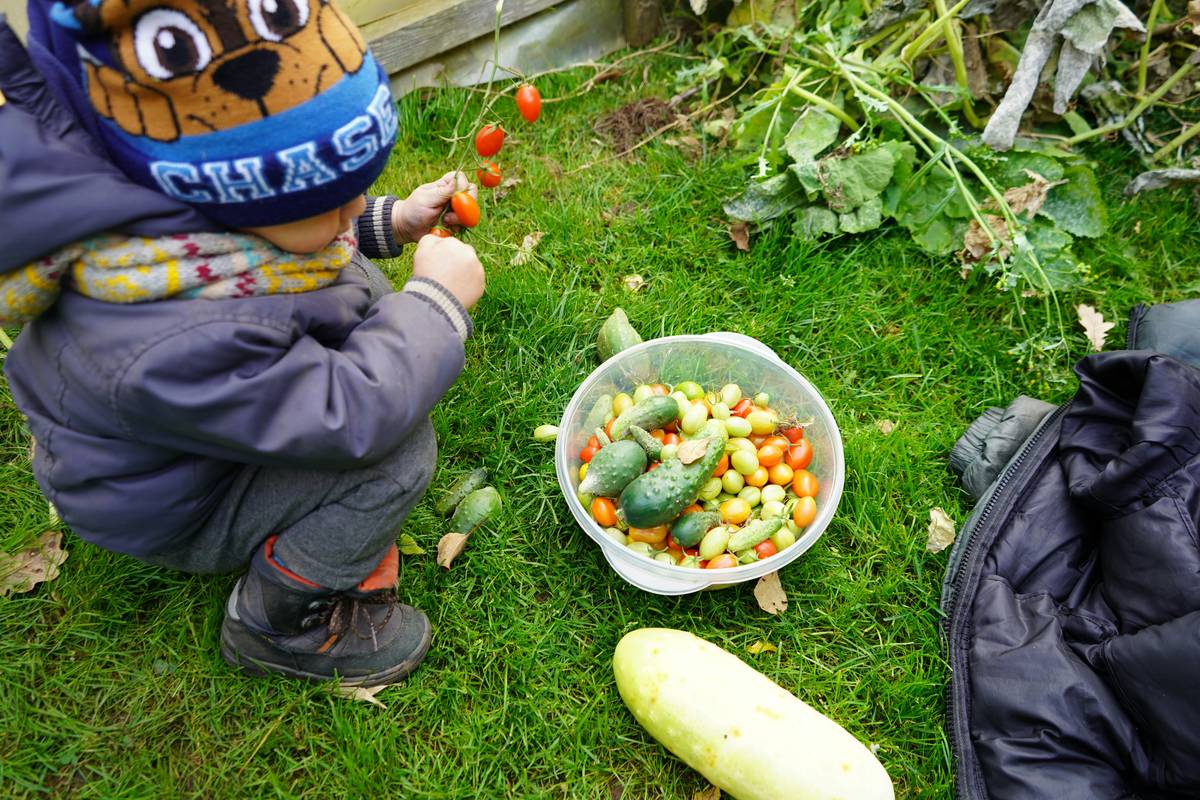 Fiber Rich Meals for Kids: Simple, Tasty & Gut-Healthy Solutions